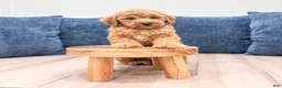 Miniature Labradoodle dogs for sale: Orchid - Ad 2