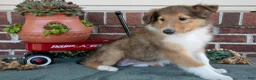 Collie dogs for sale: Nancy - Ad 3