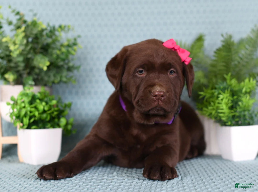 Labrador Retriever dogs for sale: Labrador Retriever Chloe - Ad 3