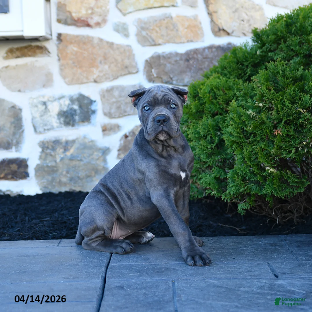 Cane Corso dogs for sale: Tessa - Ad 5