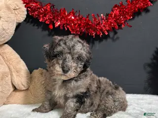 Toy Poodle dogs for sale: Bear - Ad 2