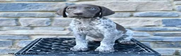 German Shorthaired Pointer dogs for sale: Jade - Ad 1