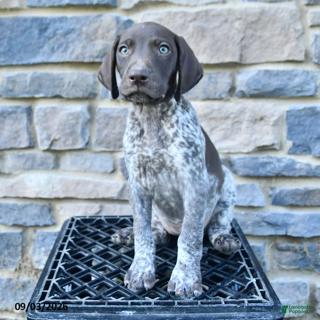 German Shorthaired Pointer dogs for sale: Jade - Ad 1