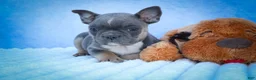 Frenchton dogs for sale: Poppy  - Ad 15