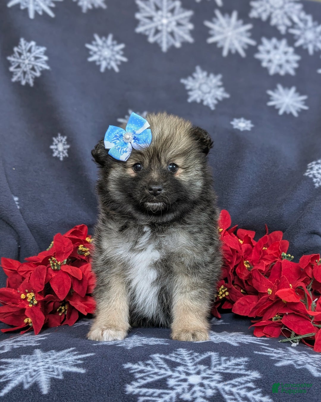 Pomeranian dogs for sale: Cleo - Ad 2