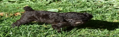 Standard Poodle 6 Dark Brown