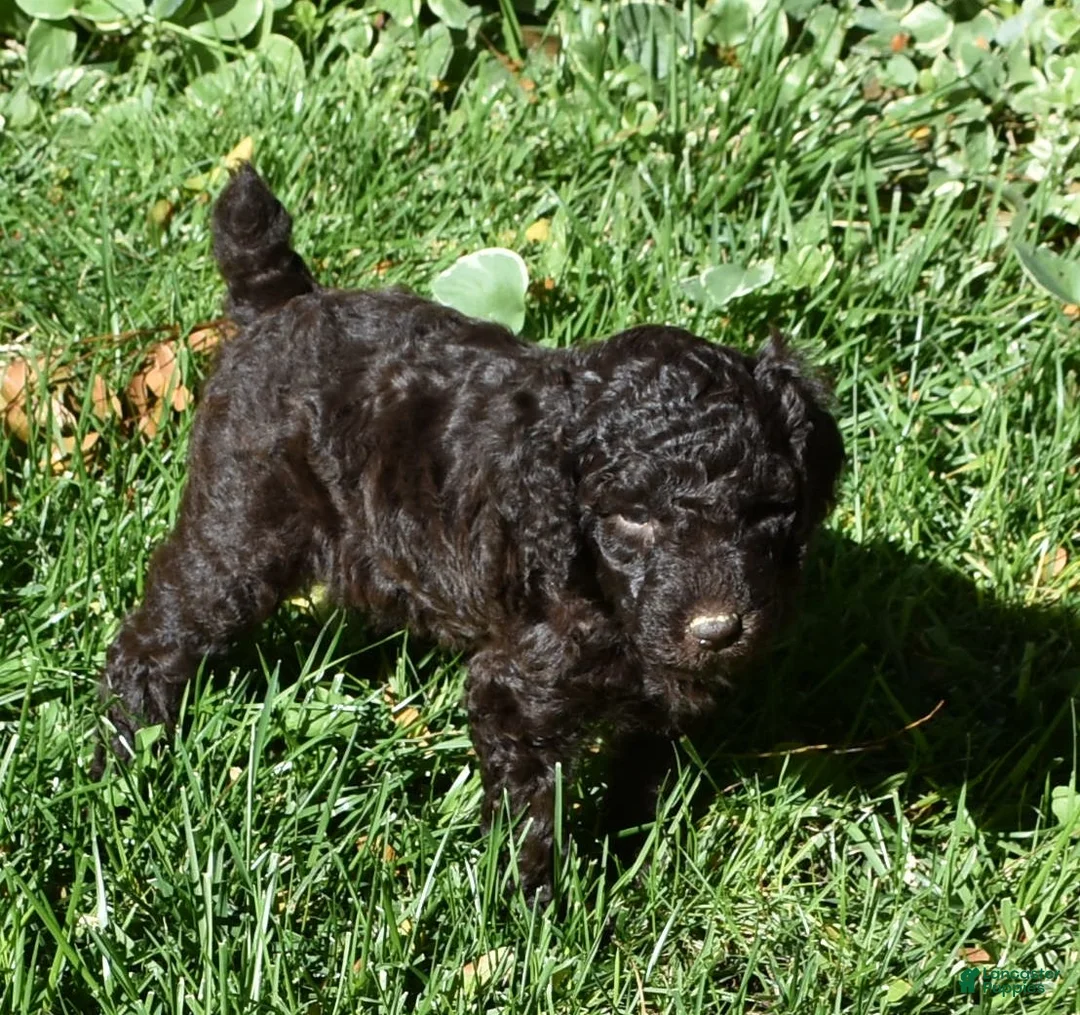 Standard Poodle dogs for sale: Standard Poodle 6 Dark Brown - Ad 1