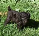 Standard Poodle 6 Dark Brown