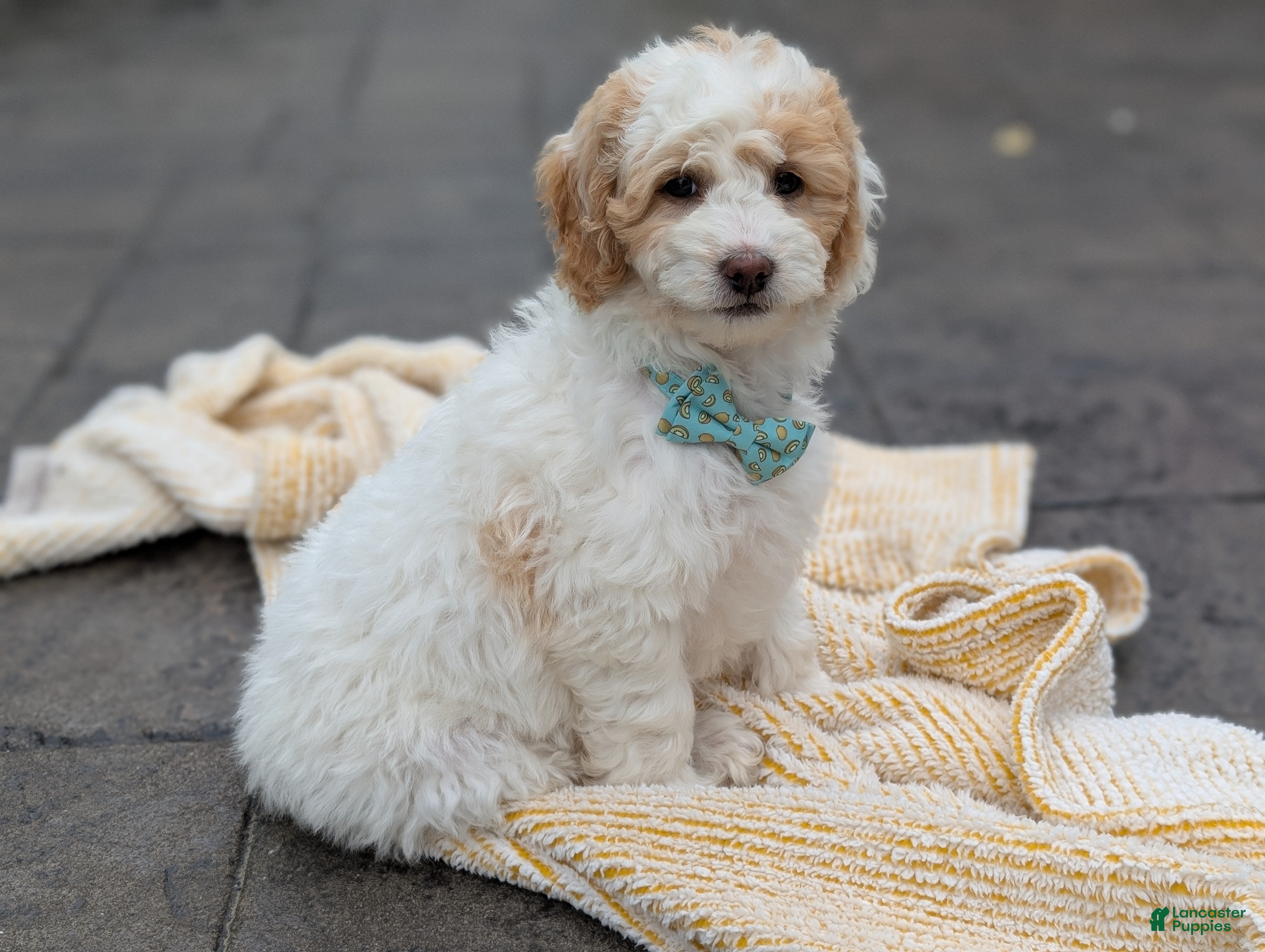Mini Goldendoodle dogs Princess - Ad 2