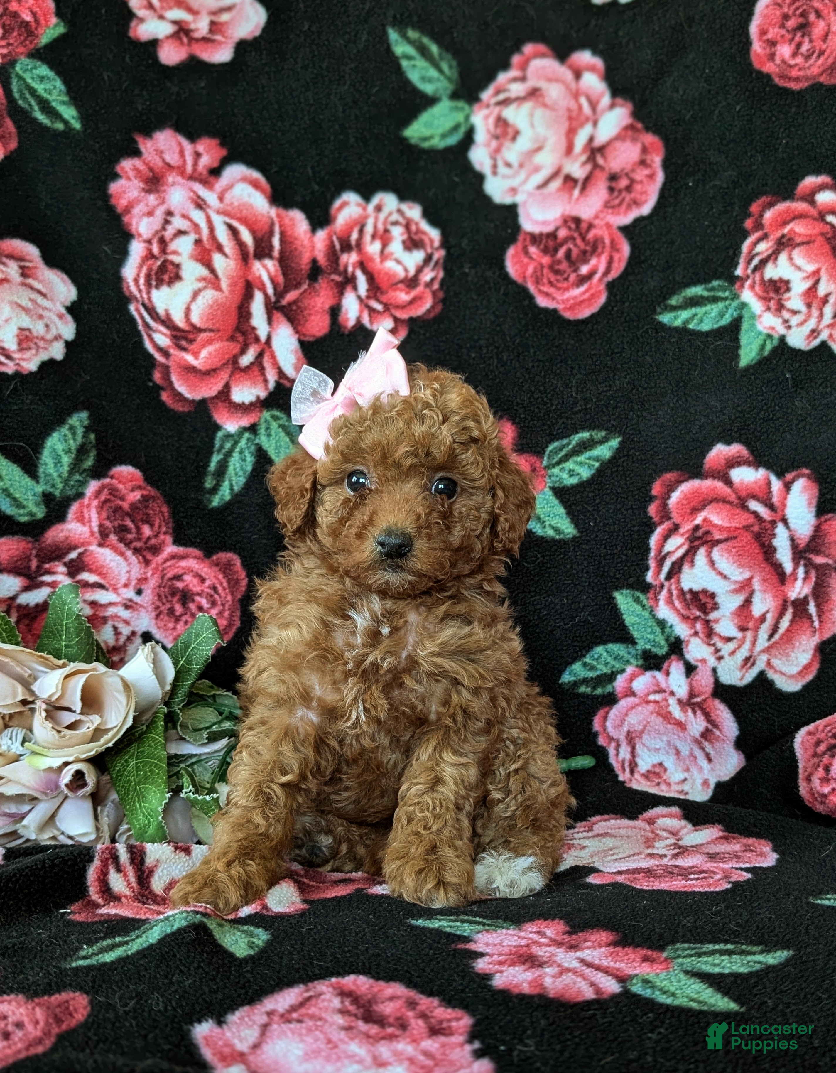 Mini Goldendoodle dogs Stefani 10 lbs full grown - Ad 1