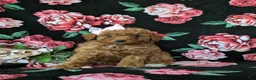 Mini Goldendoodle dogs for sale: Stefani 10 lbs full grown - Ad 1