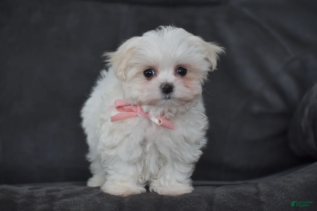 Maltese dogs for sale: Rosie - Ad 4