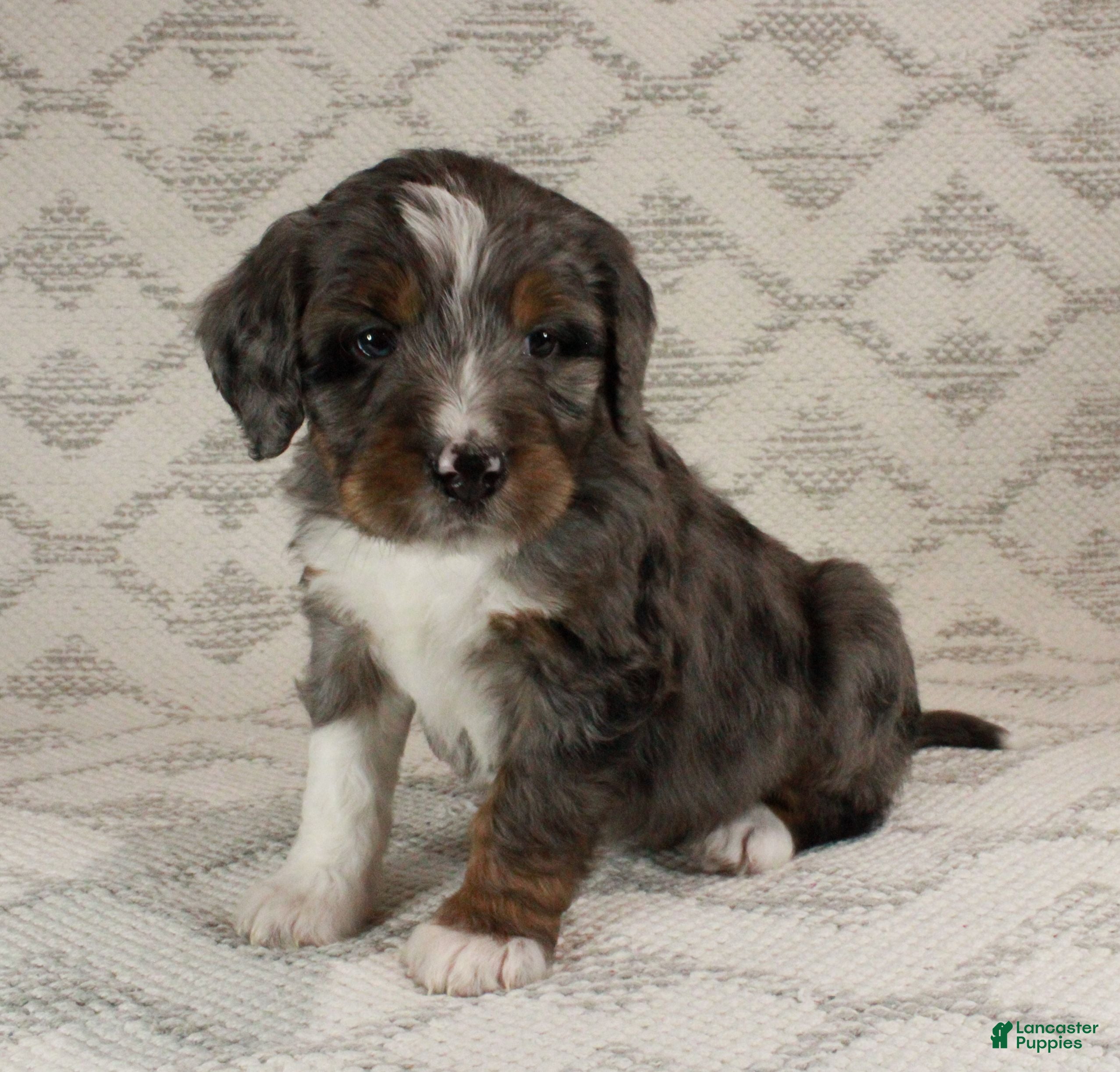 Bernedoodle dogs Marley - Ad 14