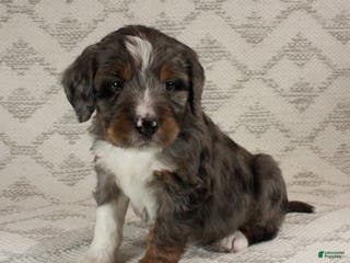 Bernedoodle dogs Marley - Ad 13