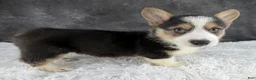 Welsh Corgi Pembroke dogs for sale: Cooper natural bobtail - Ad 3