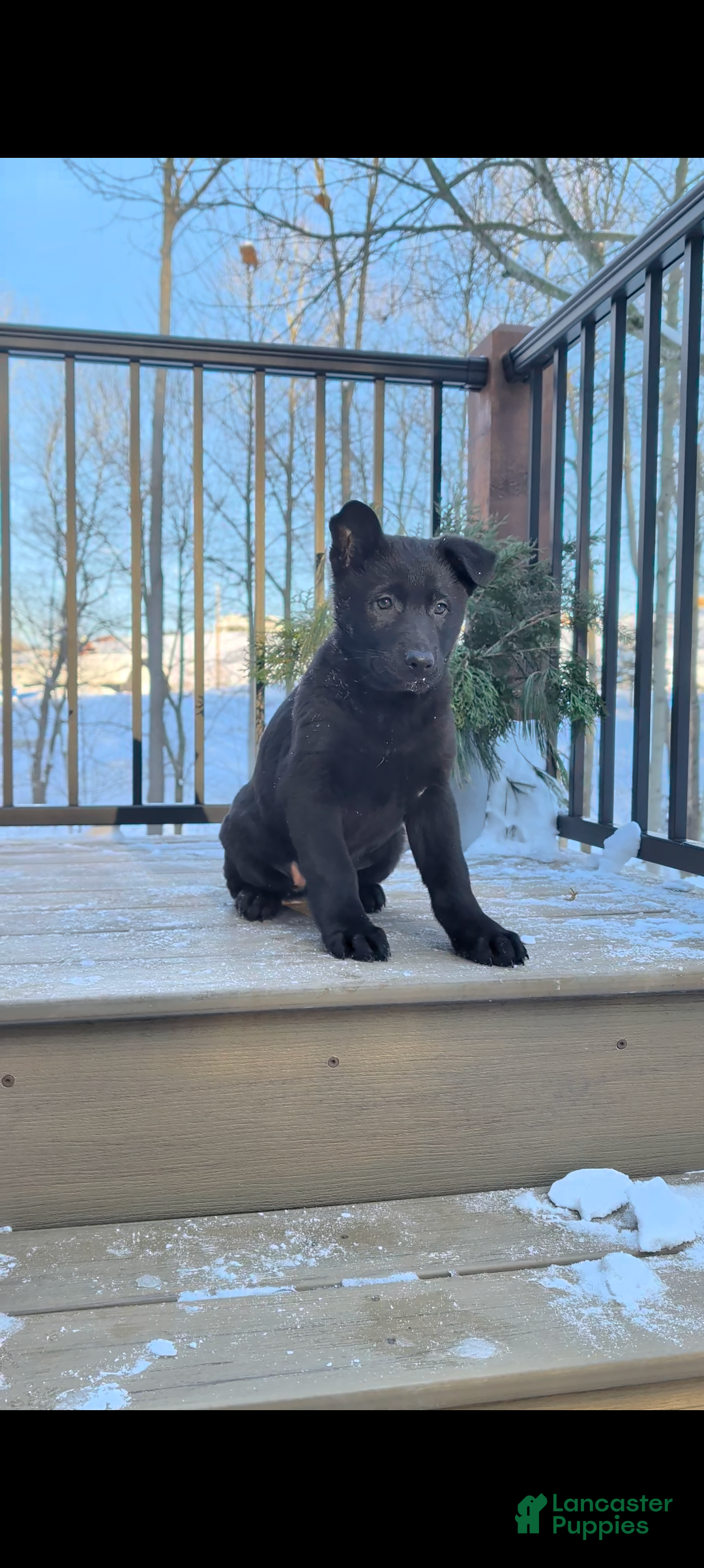 German Shepherd dogs Blackie - Ad 25