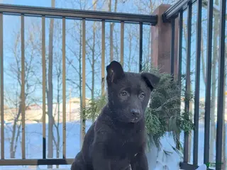 German Shepherd dogs Blackie - Ad 25