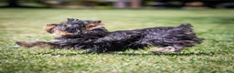 Yorkshire Terrier dogs for sale: Willy Yorkshire Terrier Puppy  - Ad 3