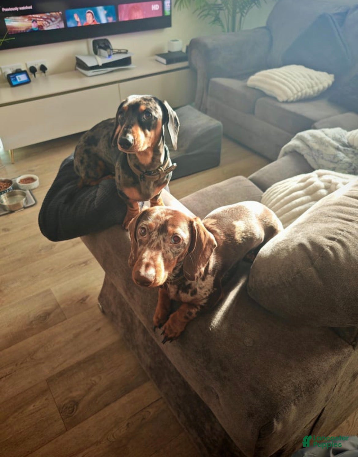 Miniature Dachshund dogs for sale: Female dapple Cece - Ad 3