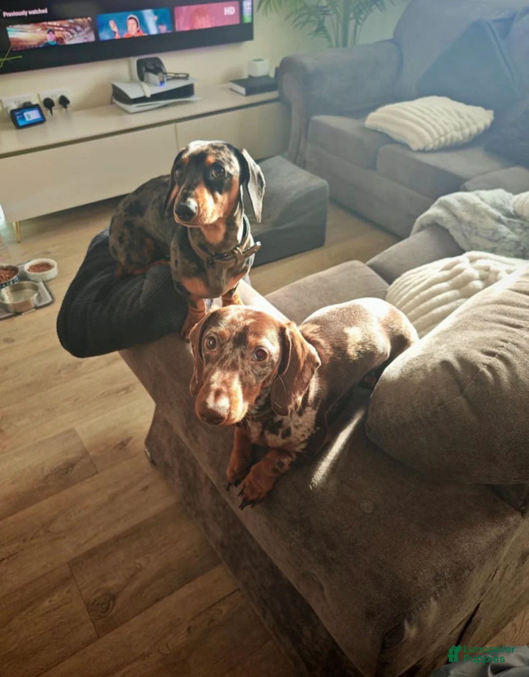 Miniature Dachshund dogs for sale: Female dapple Cece - Ad 1