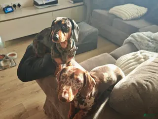 Miniature Dachshund dogs for sale: Female dapple Cece - Ad 3