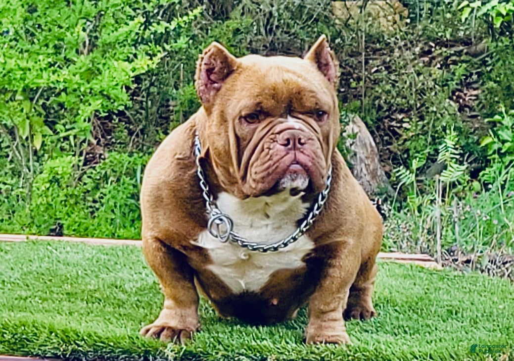American Bully dogs American Bully 2 - Ad 2