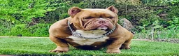 American Bully dogs for sale: American Bully 1 - Ad 3