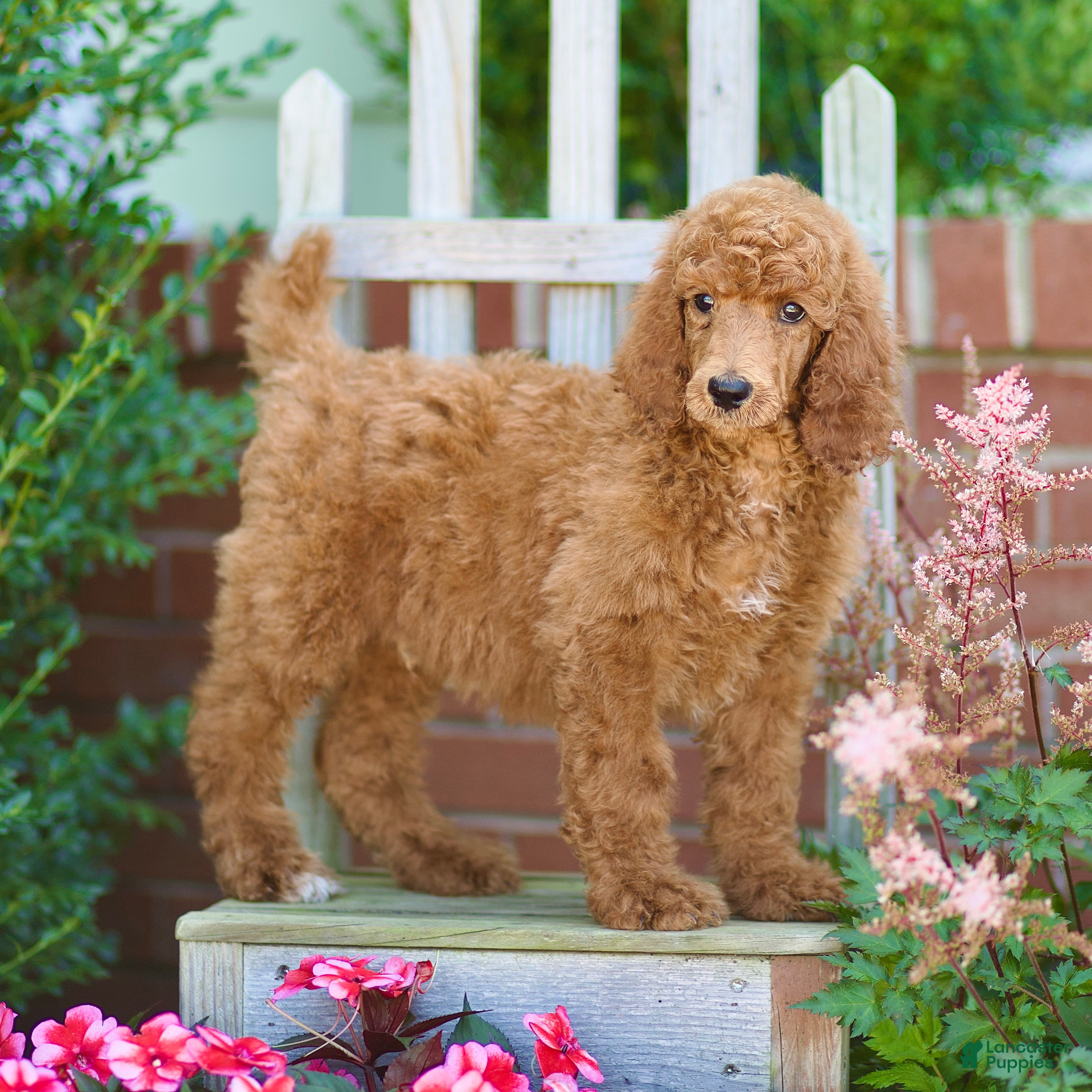 Standard Poodle dogs Michael  - Ad 2
