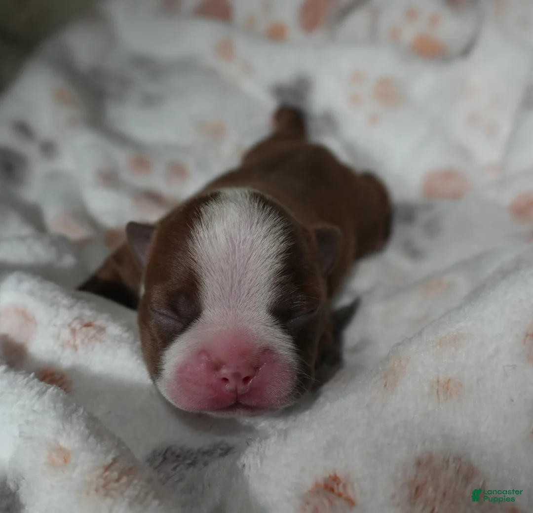 Boston Terrier dogs for sale: Rosie - Ad 2