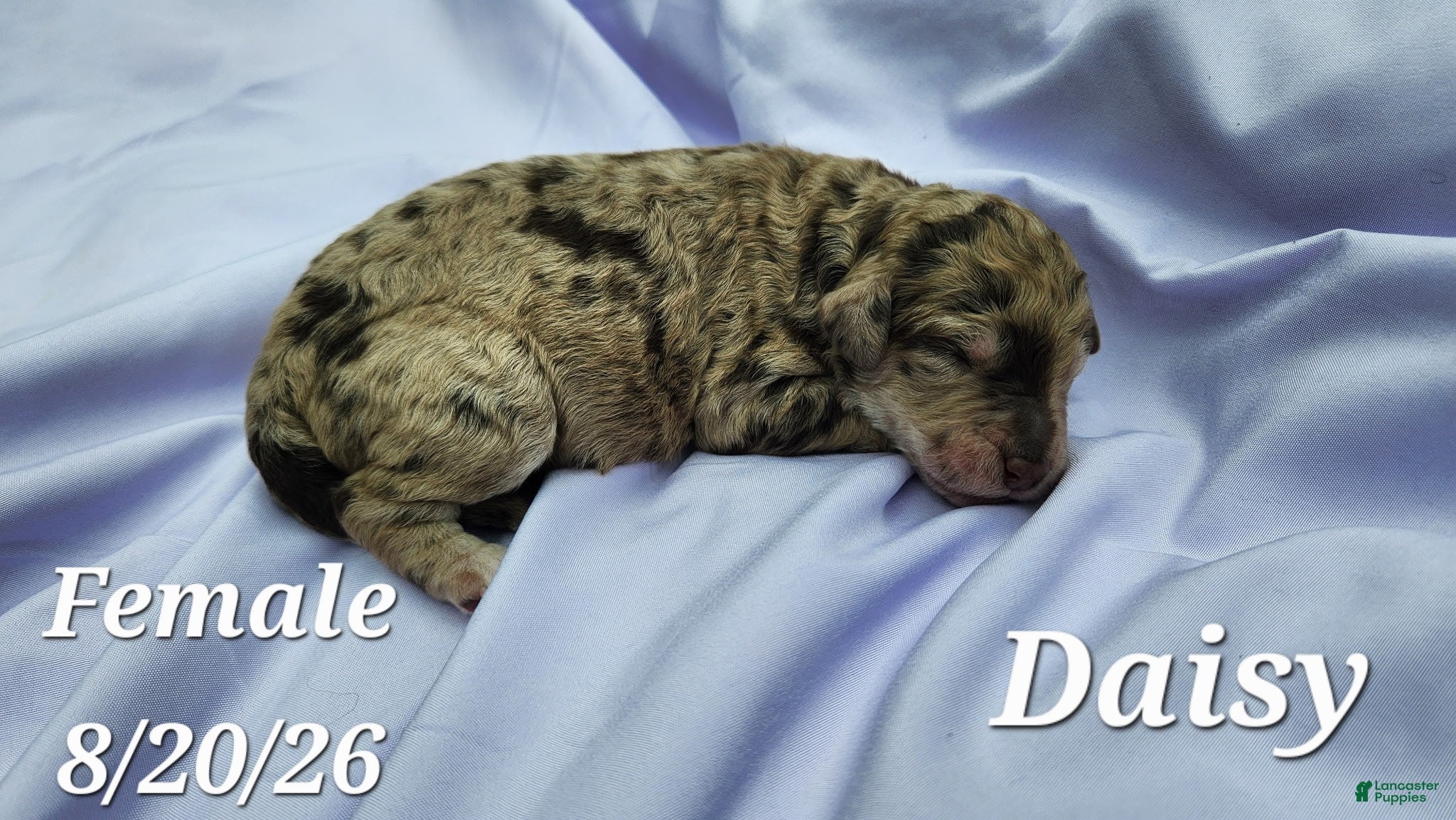 Labradoodle dogs Daisy - Ad 1