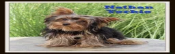Yorkshire Terrier dogs for sale: Nathan - Ad 1
