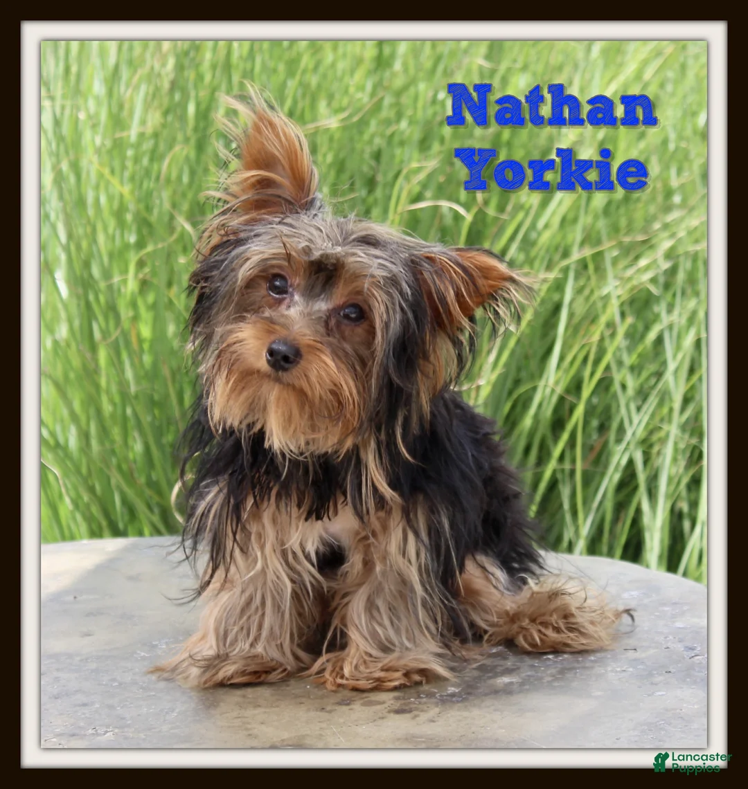 Yorkshire Terrier dogs for sale: Nathan - Ad 1