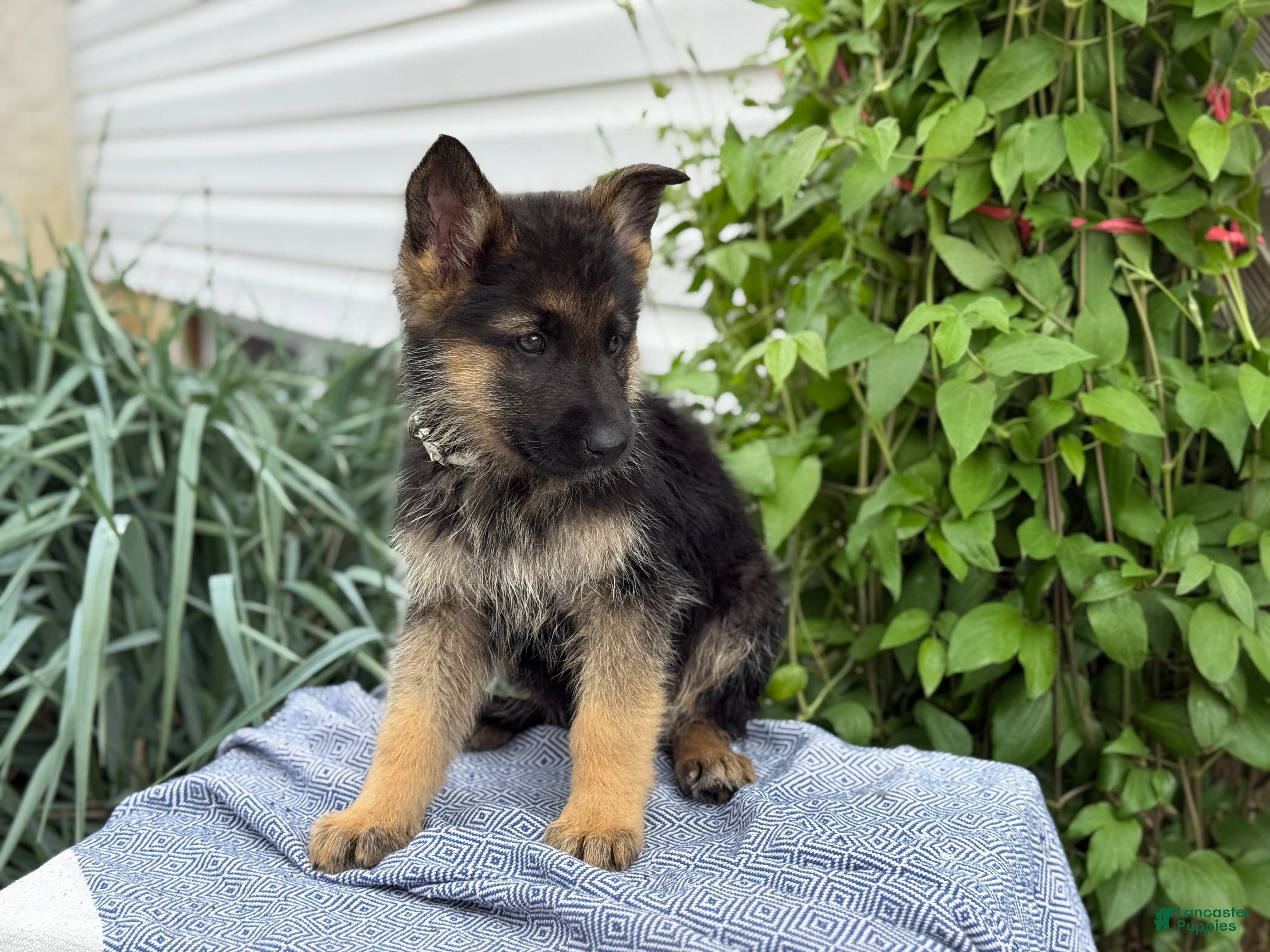 German Shepherd dogs Gunther - Ad 2