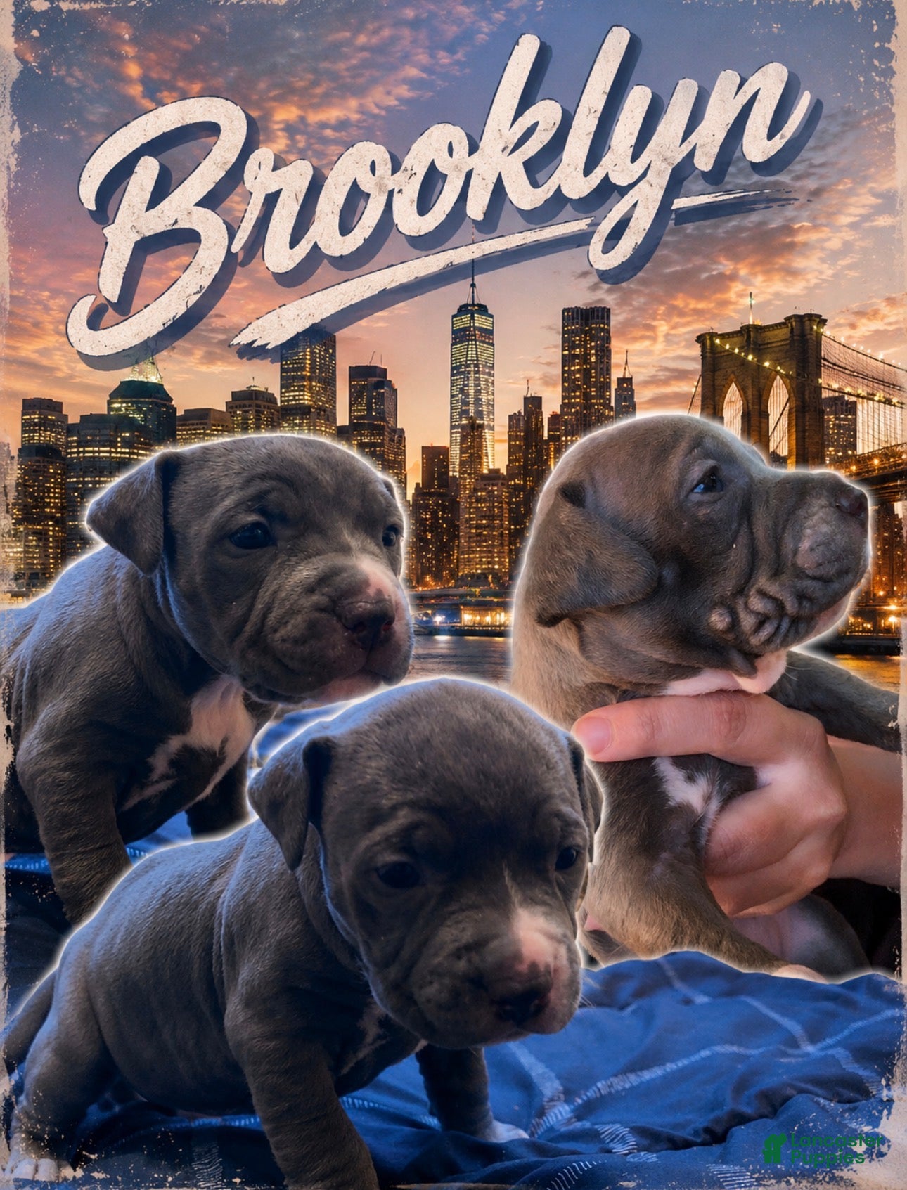 American Pit Bull Terrier dogs Brooklyn - Ad 41