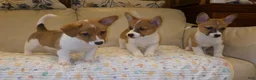 Mixed Breed dogs for sale: Athena - Ad 15