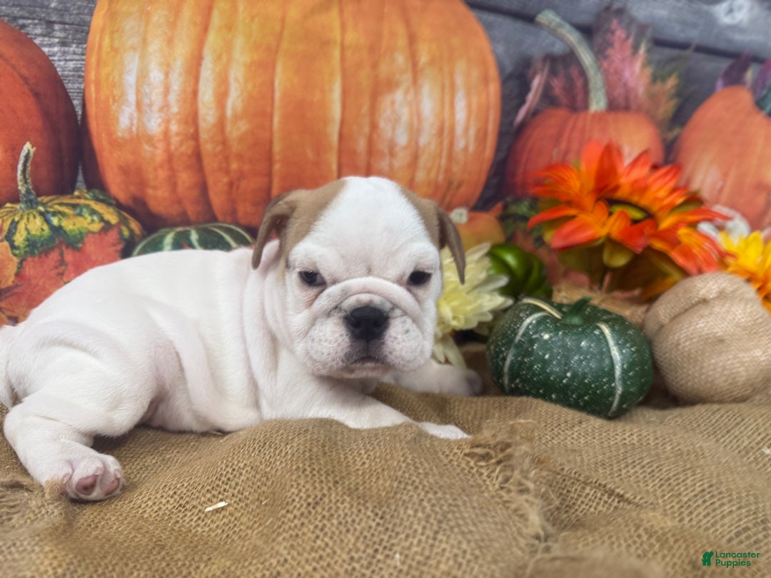 English Bulldog dogs for sale: Snow white - Ad 8
