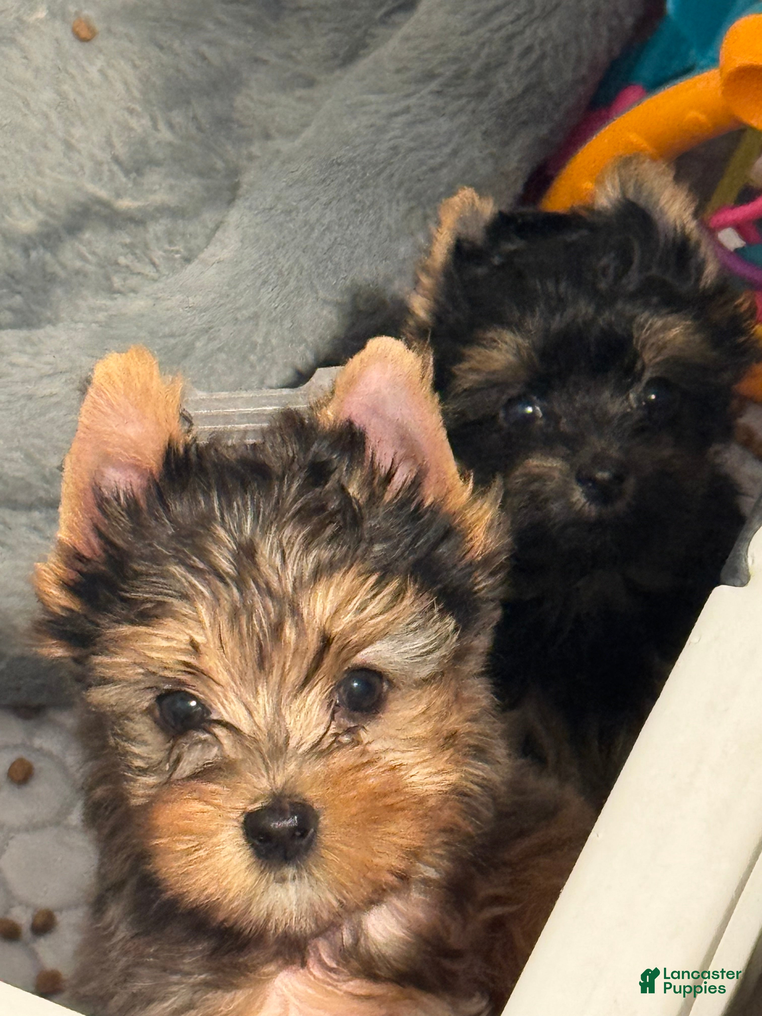 Yorkshire Terrier dogs Yorkshire Terrier 1 - Ad 2