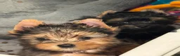Yorkshire Terrier dogs for sale: Yorkshire Terrier 1 - Ad 2