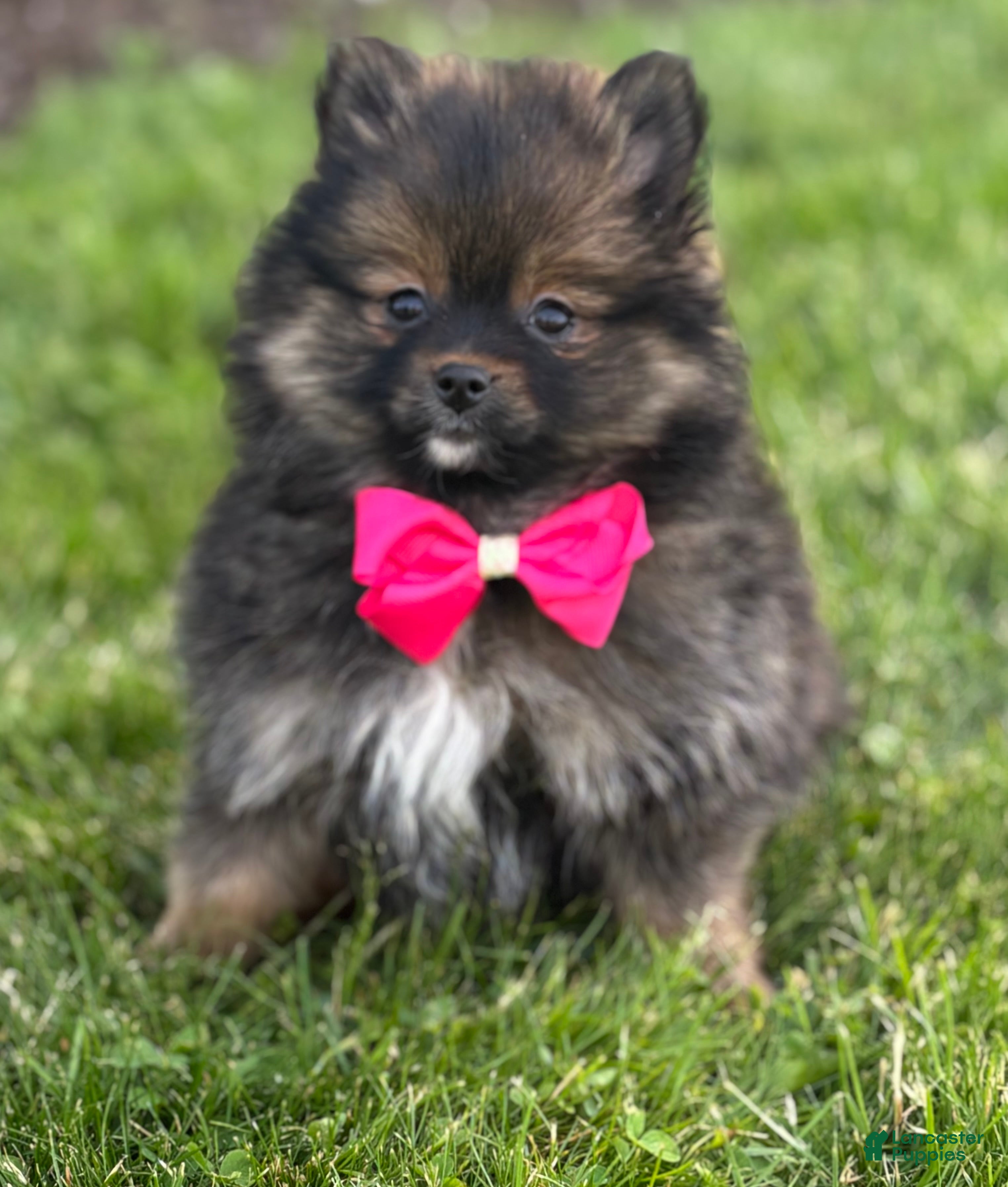 Pomeranian dogs for sale: Muffin  - Ad 9