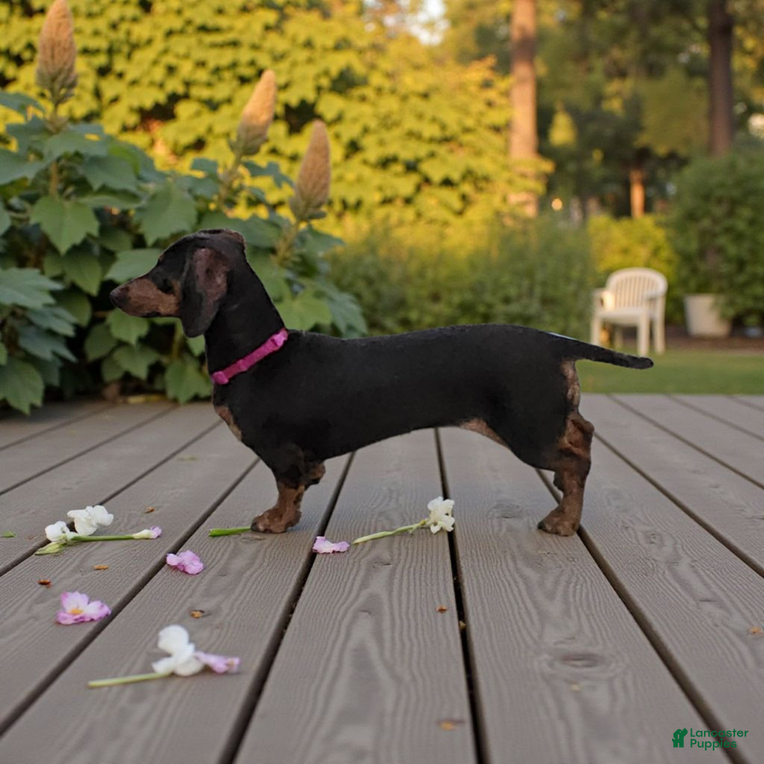 Miniature Dachshund dogs for sale: Cooper long hair  - Ad 3
