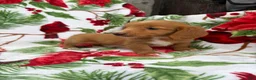 Miniature Dachshund dogs for sale: Ella - Ad 6