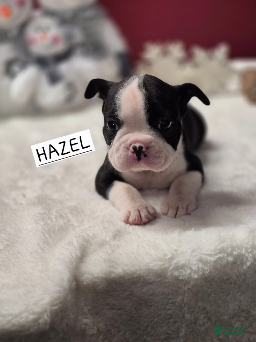Boston Terrier dogs for sale: Boston Terrier Puppy 1 - Ad 1