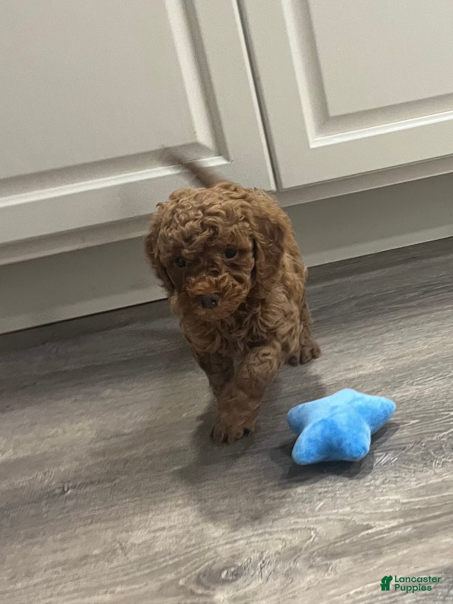 Mini Goldendoodle dogs Nugget - Ad 1