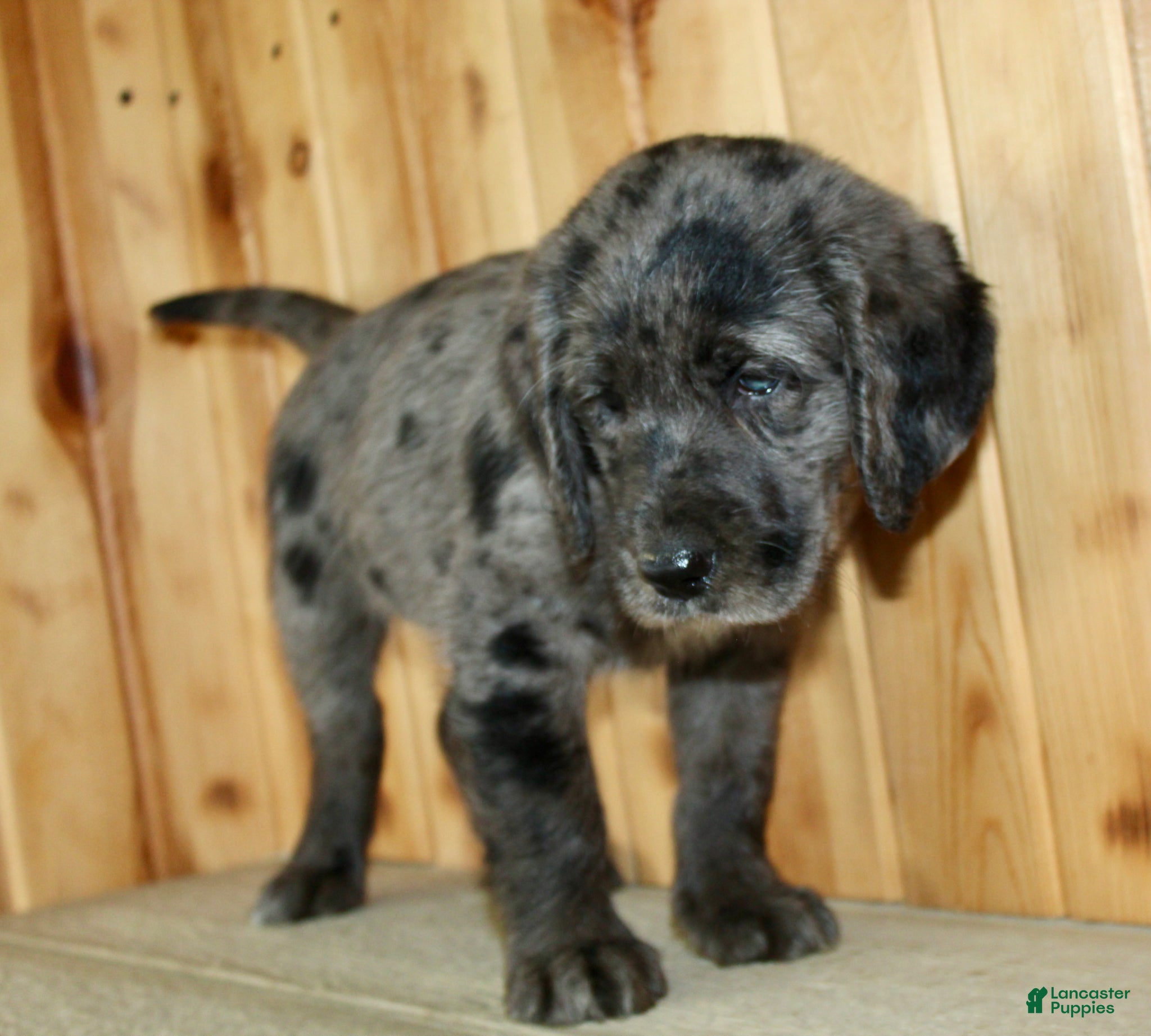 Labradoodle dogs Tucker - Ad 2