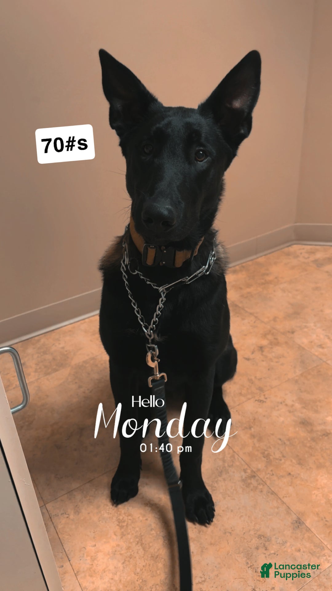 Belgian Malinois dogs for stud: Bode for stud - Ad 1