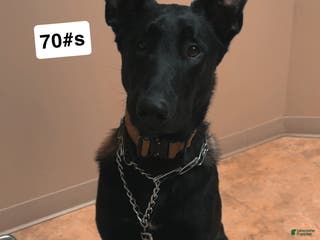 Belgian Malinois dogs Bode for stud - Ad 3