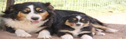 Australian Shepherd dogs for sale: Red merle male with one blue eye - Ad 13