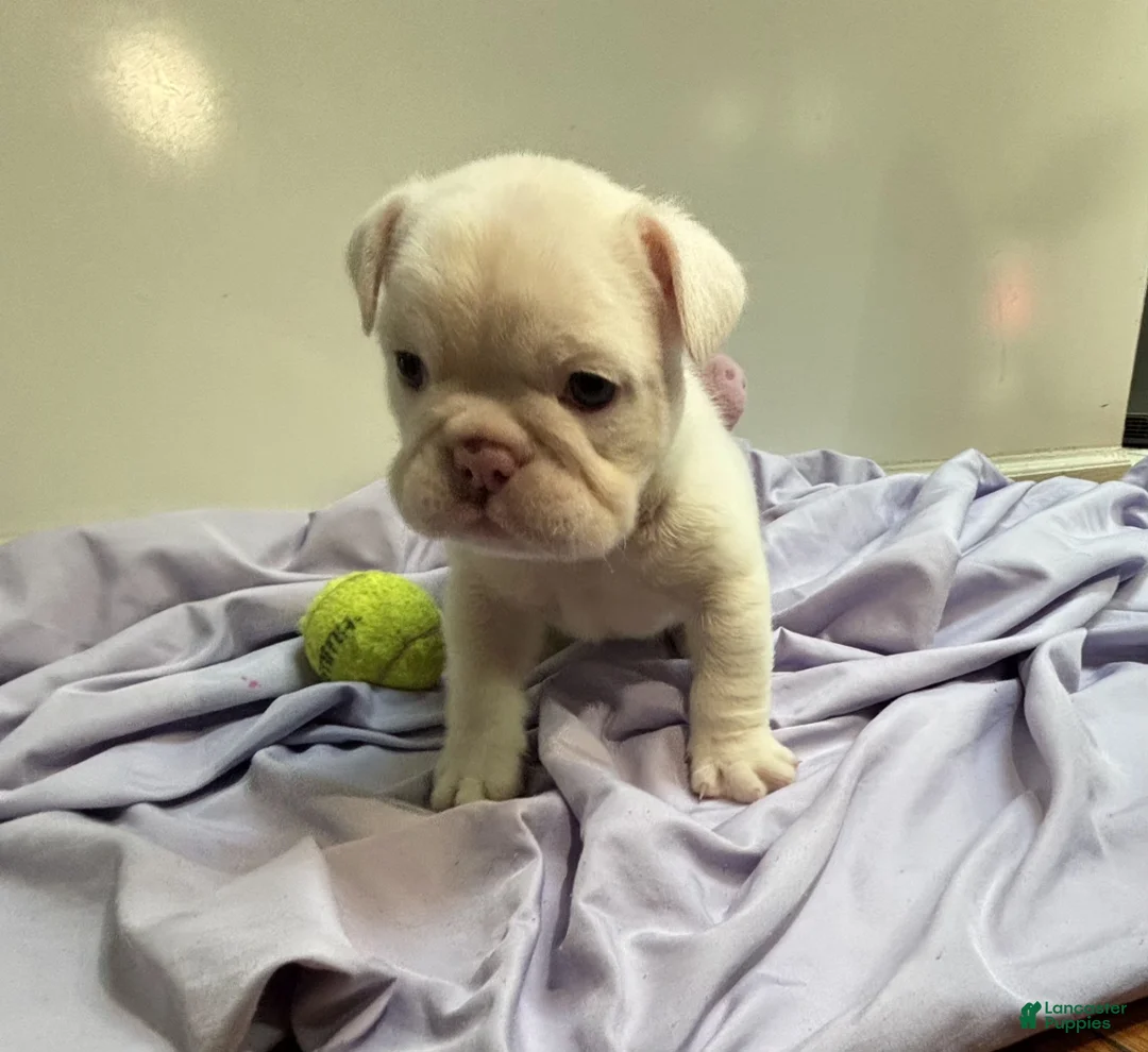 English Bulldog dogs for sale: Winter - Ad 2