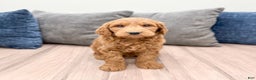 Goldendoodle dogs for sale: Benson - Ad 8