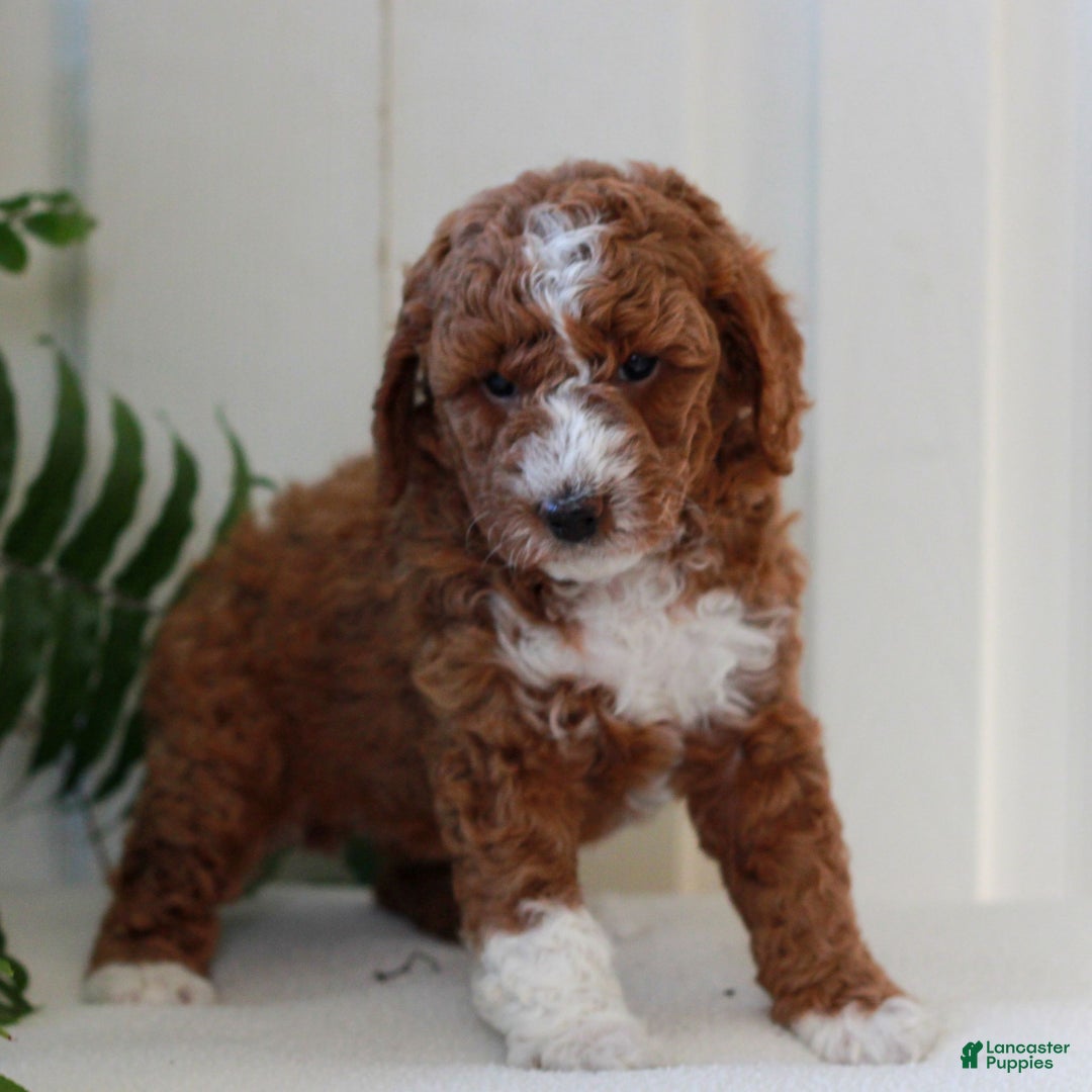 Mini Goldendoodle dogs for sale: Joy  - Ad 2